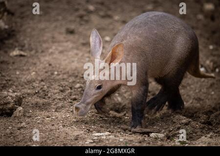 Aardvark beim Wandern in der Wüste Stockfoto