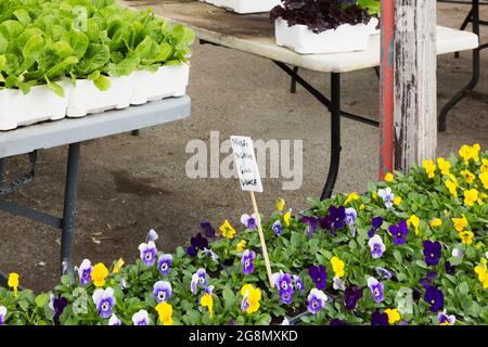 Handgeschriebenes französisches Sprachzeichen mit schwarzem Marker für gelbe, blaue und violette Viola - Violette Blumen zum Verkauf für sechs Dollar bei einem Blumenbauer Stockfoto