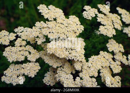 Gelbe und weiße Blüten der achillea-Schafgarbe Stockfoto