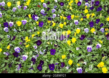 Gelbe, blaue und violette Viola - Violette Blüten wachsen in Behältern bei einem Blumenbauer Stockfoto