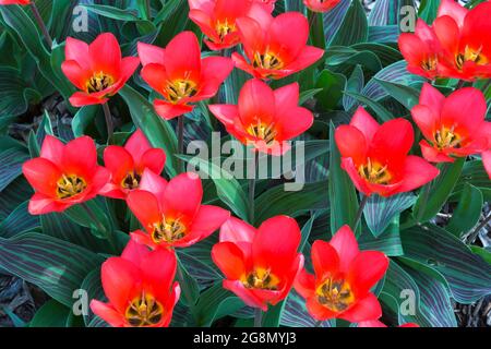 Leuchtend rote Tulipa - Tulpen im Frühling Stockfoto