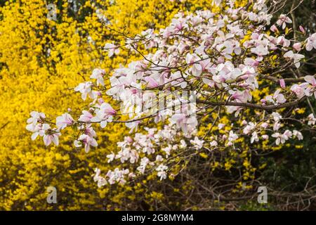 Weißer und malvenblühender Magnolia Kobus Baum gegen einen Forsythia 'Northern Gold' Strauch im Frühjahr Stockfoto