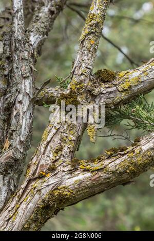 Juniperus - Wacholderbaumbäste, bedeckt mit grauem und gelbem Lichen-Wachstum Stockfoto