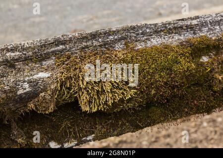 Flechten und Bryophyta - Grüner Moos, der auf einem hölzernen Barschenzaun wächst Stockfoto