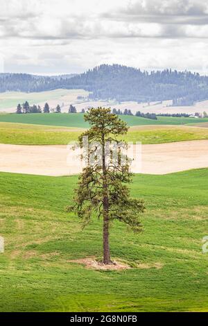 Palouse, Washington, USA. Ponderosa Kiefer im Weizenfeld in den Palouse Hügeln. Stockfoto