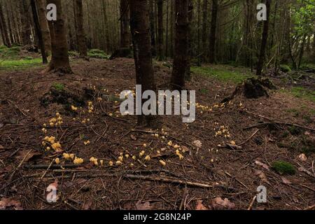 Waldpilze Korallengeweih Pilze um einen Baum in einem Ring, deutschland Stockfoto