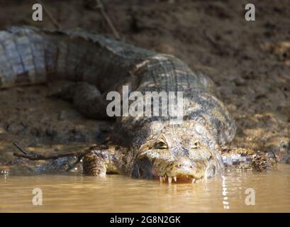 Nahaufnahme Porträt des Schwarzen Caiman (Melanosuchus niger), der mit kieferweit geöffneter Pampas del Yacuma in das Wasser eindringt, Bolivien. Stockfoto