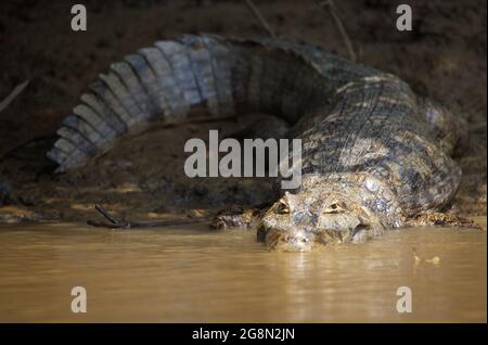 Nahaufnahme Porträt des Schwarzen Caiman (Melanosuchus niger), der mit geöffnetem Kiefer ins Wasser eindringt Pampas del Yacuma, Bolivien. Stockfoto