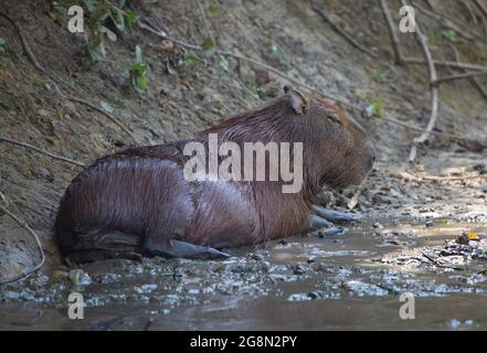 Seite auf dem Porträt von Capybara (Hydrochoerus hydrochaeris) beim Baden im Schlamm, Pampas del Yacuma, Bolivien. Stockfoto