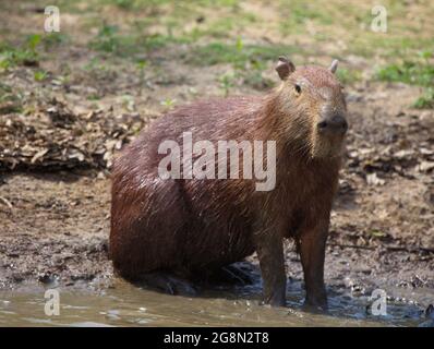 Kopf auf Porträt von Capybara (Hydrochoerus hydrochaeris) Blick auf die Kamera,, Pampas del Yacuma, Bolivien. Stockfoto