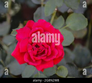 Wunderschöne rote Rose im Santa Clara River Valley, Fillmore, Kalifornien Stockfoto