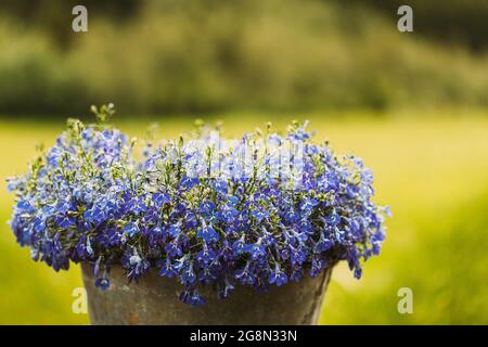 Lobelia erinus ist die jährliche Pflanze, die den ganzen Sommer über und bis weit in den Herbst hinein bis zu den ersten schweren Frösten blüht Stockfoto