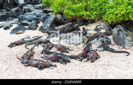 Galapagos Marine-Leguan (Amblyrhynchus cristatus)-Kolonie am Strand, Espanola-Insel, Galapagos-Nationalpark, Ecuador. Stockfoto