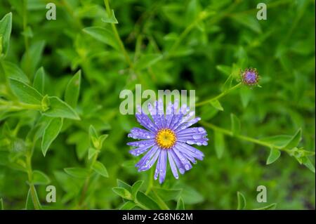Lila Blume mit grünen Blättern im Hintergrund Stockfoto