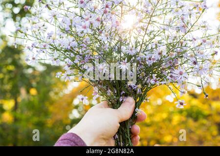 Strauß wilder Blumen in der Hand der Frau mit verschwommenem Hintergrund und Sonnenschein im Herbst Stockfoto