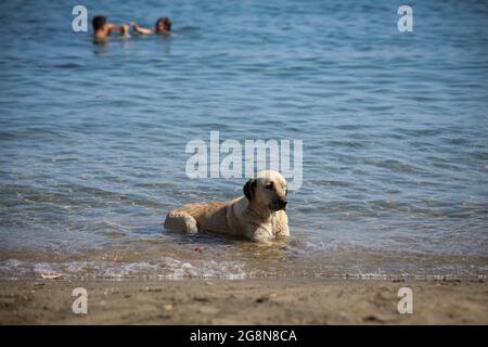 Mugla, Türkei. Juli 2021. Am Strand von Bodrum kühlt sich ein Hund ab.der Stadtbezirk von Bodrum, Mu?la, einer der beliebtesten touristischen Bezirke der Türkei, zieht weiterhin Touristen aus der ganzen Welt an. Die meisten dieser Touristen bestehen aus Russen, Deutschen und Asiaten. Auf Eid El-Adha machten türkische Touristen Bodrum aufgrund der Woche der religiösen Feiertage zu einer ihrer meistbesuchten Regionen. Kredit: SOPA Images Limited/Alamy Live Nachrichten Stockfoto