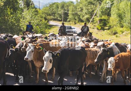 Ein Straßenblock in Zentralasien, der aus Kühen besteht. Stockfoto