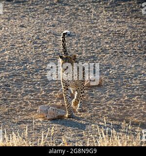 Eine Leopardin in in der Savanne des südlichen Afrika Stockfoto