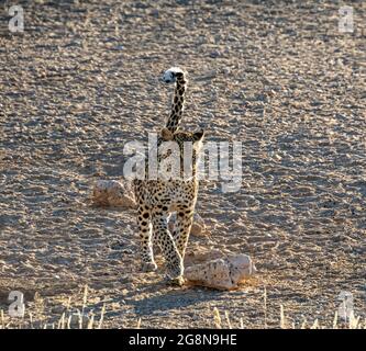 Eine Leopardin in in der Savanne des südlichen Afrika Stockfoto