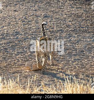 Eine Leopardin in in der Savanne des südlichen Afrika Stockfoto