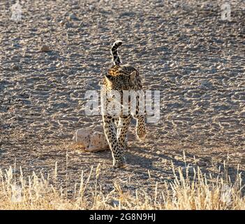 Eine Leopardin in in der Savanne des südlichen Afrika Stockfoto