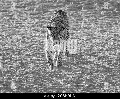 Eine Leopardin in in der Savanne des südlichen Afrika Stockfoto
