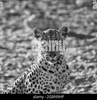 Eine Leopardin in in der Savanne des südlichen Afrika Stockfoto