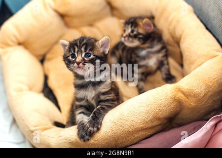 Zwei bengalische, einen Monat alte Kätzchen, die auf dem Katzenkissen lagen. Stockfoto