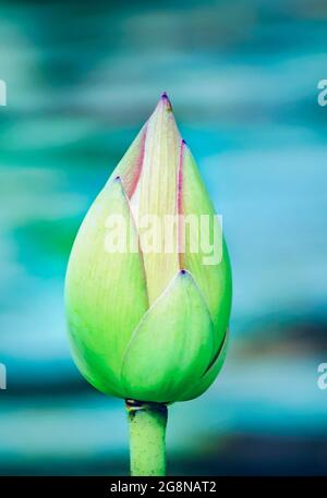 Eine Lotusknospe (Nelumbo nucifera) blüht im japanischen Garten von Charles Wood, 20. Juli 2021, in Mobile, Alabama. Stockfoto