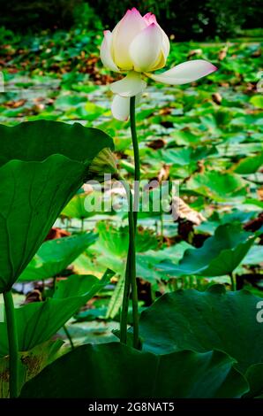 Eine Lotusblume (Nelumbo nucifera) blüht im japanischen Garten von Charles Wood, 20. Juli 2021, in Mobile, Alabama. Stockfoto