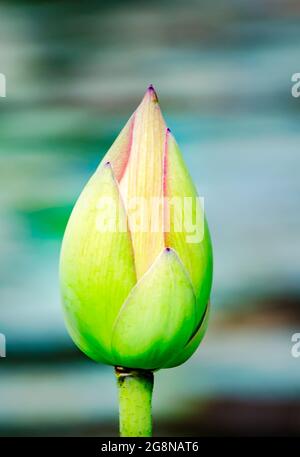 Eine Lotusknospe (Nelumbo nucifera) blüht im japanischen Garten von Charles Wood, 20. Juli 2021, in Mobile, Alabama. Stockfoto