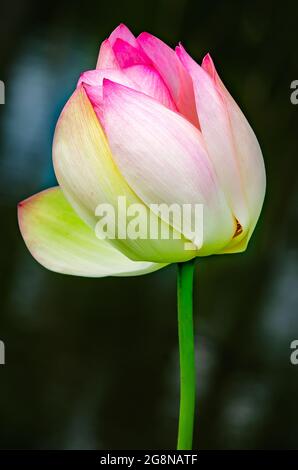 Eine Lotusblume (Nelumbo nucifera) blüht im japanischen Garten von Charles Wood, 20. Juli 2021, in Mobile, Alabama. Stockfoto