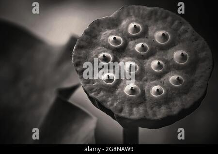 Lotuskerne beginnen aus einer Lotusblume (Nelumbo nucifera) im japanischen Garten von Charles Wood, 20. Juli 2021, in Mobile, Alabama, zu entstehen. Stockfoto