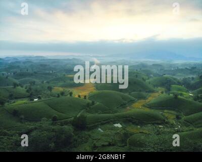 Schöne Teeplantagen in Long Coc distric Phu Tho Provinz Nordvietnam Stockfoto