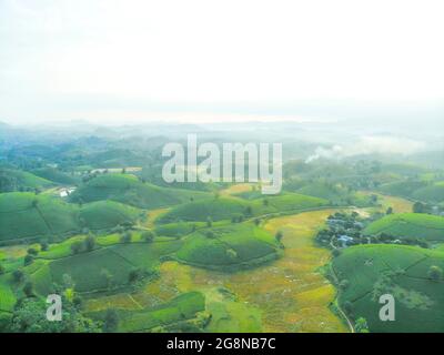 Schöne Teeplantagen in Long Coc distric Phu Tho Provinz Nordvietnam Stockfoto