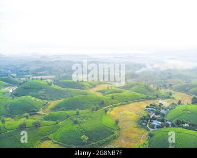 Schöne Teeplantagen in Long Coc distric Phu Tho Provinz Nordvietnam Stockfoto