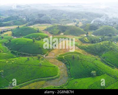 Schöne Teeplantagen in Long Coc distric Phu Tho Provinz Nordvietnam Stockfoto