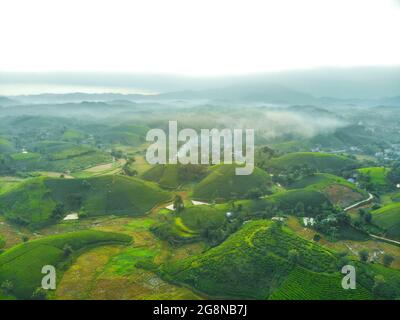 Schöne Teeplantagen in Long Coc distric Phu Tho Provinz Nordvietnam Stockfoto