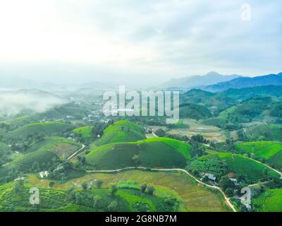 Schöne Teeplantagen in Long Coc distric Phu Tho Provinz Nordvietnam Stockfoto