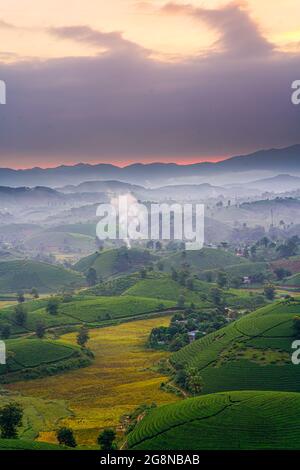 Schöne Teeplantagen in Long Coc distric Phu Tho Provinz Nordvietnam Stockfoto