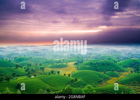 Schöne Teeplantagen in Long Coc distric Phu Tho Provinz Nordvietnam Stockfoto