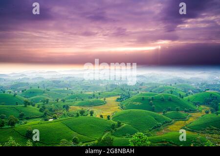 Schöne Teeplantagen in Long Coc distric Phu Tho Provinz Nordvietnam Stockfoto