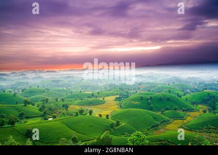 Schöne Teeplantagen in Long Coc distric Phu Tho Provinz Nordvietnam Stockfoto