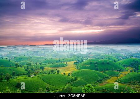 Schöne Teeplantagen in Long Coc distric Phu Tho Provinz Nordvietnam Stockfoto