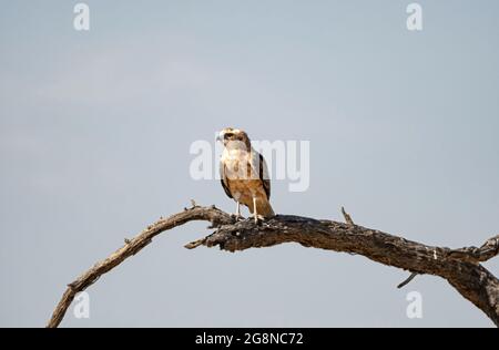 Ein jugendlicher Schlangenadler mit schwarzem Chested, der in einem Baum in der Savanne des südlichen Afrika thront Stockfoto