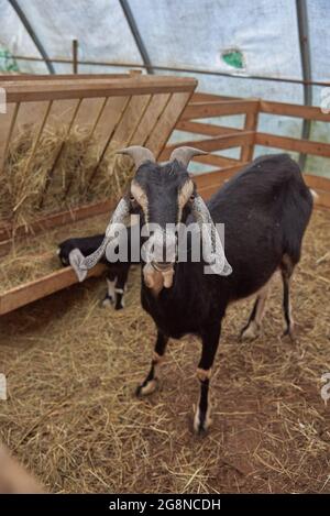 Ein Porträt einer nubischen Ziege in einer Feder auf einer Viehfarm. Selektiver Fokus auf die Augen. Stockfoto
