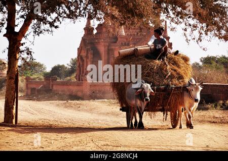 Burmesische Männer, die auf einer Kuh reiten, ziehen auf einer Feldstraße einen Holzwagen und holen Reisstroh und trockenes Gras ab, gehen auf die Farm in Bagan oder der alten Stadt Pagan Stockfoto