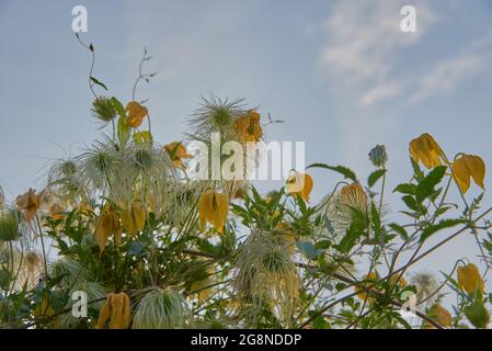 Voller Rahmen von verblassten Clematis vor einem blau bewölkten Himmel. Platz für Text, Design kopieren. Stockfoto