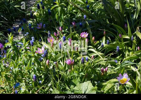 Die rosa blühende Tulpe Bakeri Lilac Wonder und der blaue Muscari latifolium (Traubenhyazinthe) befinden sich in einem britischen Frühlingsgarten. April Stockfoto