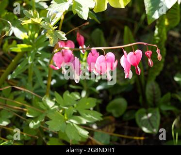 Pink Lamprocapnos spectabilis, Dicentra, blutende Herzblüten in einem Frühlingsgarten Großbritannien April Stockfoto